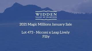 MM2021 - LOT 473 - NICCONI X LEAP LIVELY - FILLY