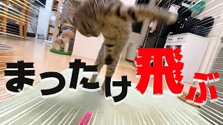 猫じゃらしで遊んでたら子猫が豹変しました