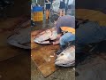 huge bluefin tuna兩隻巨大黑鮪魚藍鰭金槍魚