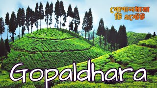 Gopaldhara Tea Estate Homestay || Gopaldhara Tea Estate Mirik || Gopaldhara Darjeeling @BongCouples