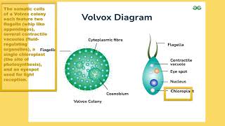 label diagram of volvox with function