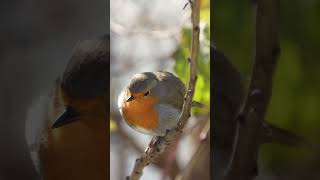 Rotkehlchen 🔊Ruflaute #bird #vogelgezwitscher #singvögel #vogelgeräusche #birdlovers