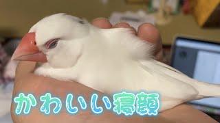 【白文鳥】手の上でお眠寝　すず【Java sparrow】Java sparrow sleeping in the hands