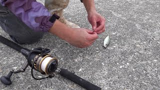 泳がせ釣りで超大物釣れた