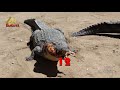 amazing facts about crocodiles मगरमच्छ के बारे में ये नहीं पता होगा strange facts