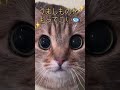 「（ぼくはねこ…いま…あなたの心に…直接語りかけています…）」 shorts