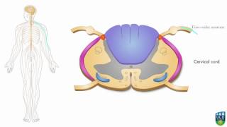 AXON  Spinocerebellar Pathway Unconscious Proprioception from Hand 6 of 9