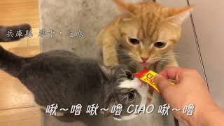 MEOWZONE x CIAO Churu 貓肉泥