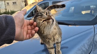 You will be amazed by the cuteness of the homeless tabby cat.