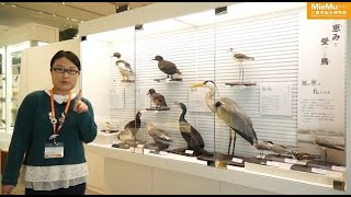 基本展示室紹介「海の恵みを受ける鳥」