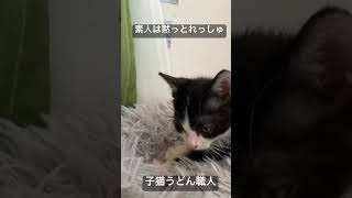 子猫うどん職人   #cat #kitten #猫 #子猫 #ねこ #こねこ #animal  #cute  #猫のいる暮らし #shorts