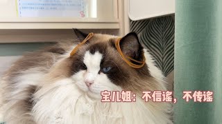 听说猫咪会用耳朵甩掉皮筋，我试过了我家的不是猫【猪娣儿是一只猫】