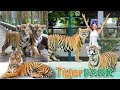 Touching the Tiger | Tiger park in Thailand | Pattaya