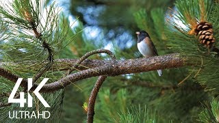 Bird Songs - 8 HOURS of Birds Singing in the Forest - Nature Relaxation Video in 4K Ultra HD