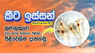 කීට ඉස්සන් (PL) ක්‍රමානුකූලව වගා කරන ආකාරය පිළිවෙලින් දැනගනිමු | Rear Post Larvae in the correct way