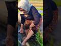 JANDA DESA PULANG DARI SAWAH    #shorts #jandadesa #jandamontok #viral #kampungjanda