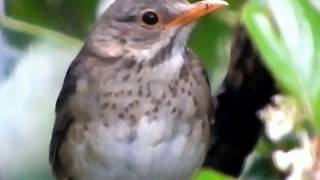 Tickell’s Thrush (Female) - 2