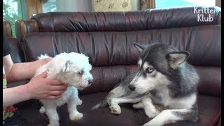 Forbidden Love Of Small Maltese And Huge Husky Dog Gave Birth To Pups (Part 1) | Kritter Klub