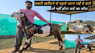 बकरी खरीदने से पहले ध्यान रखें ये बातें | top quality gujari bakri | टॉप क्वालिटी गुजरी बकरी