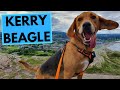 Kerry Beagle - TOP 10 Interesting Facts