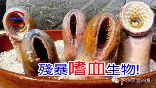 [TOP5]數個罕見的嗜血生物! 真實存在的吸血鬼!?