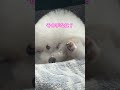 手をあげてくつろぐココちゃん bichonfrise dog ビションフリーゼ cute osaka shorts