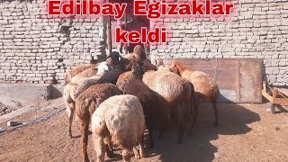 📞997841050 Toza edilbay egizak qoylar keldi ☎️906301050