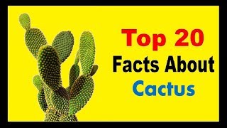 Cactus - Facts