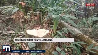 അടിമാലിയിൽ സംരക്ഷിത വനഭൂമിയിൽ നിന്നും ‌393 മരങ്ങൾ മുറിച്ചു| Adimali | Tree Cutting |Mathrubhumi News