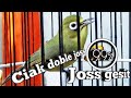 SUARA CIAK CIAK DOBLE JOSS | PANCINGAN KECIAL KUNING PALING AMPUH | BIKIN KECIAL AKTIF GACOR NGEJOS