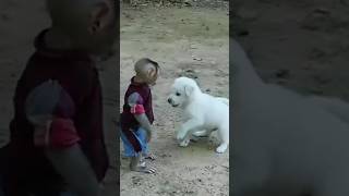monkey vs dog | monkey vs dog fight | funny video dog vs monkey