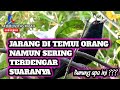 BURUNG YANG JARANG TERLIHAT TETAPI SERING TERDENGAR SUARANYA !!!!