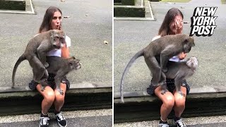 Guy Fucking Female Monkey