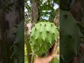 Soursop Harvest Florida Grown 💚☀️ #summer #fruit #guanabana