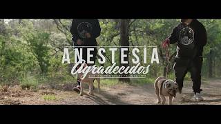 ANESTESIA - AGRADECIDOS