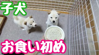 離乳食を初めて食べる柴犬の子犬【字幕】