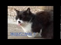 猫さん、舌しまい忘れてますよ？　vol．1