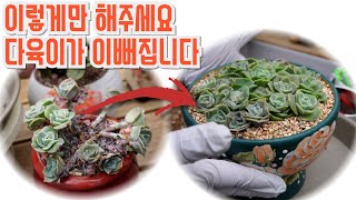 세상 이쁜 다육이 러블리로즈 만들기!!! 따라해보세요~~ (多肉植物)(たにくしょくぶつ)