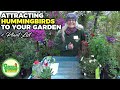 Attracting Hummingbirds to Your Garden: Species, Plants & Fun Facts | Green Thumb Nursery