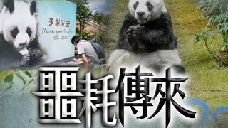 【on.cc東網】【海洋公園大熊貓「安安」健康轉差　今早接受安樂死　終年35歲】