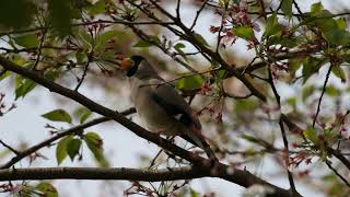 イカルのさえずり　鳴き声のみ　２０２３年　初夏　雑木林