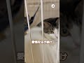 保護猫さんが人の愛を知る物語♩｜peco サバトラ白 保護猫 愛猫家 保護猫のいる暮らし rescuedcat silvertabbywhite rescuedcatlife