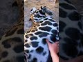 Jaguar Belly! PERFECT