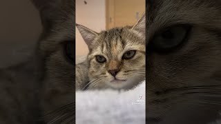 【#shorts】隣に来てにゃーと鳴く猫が可愛すぎる