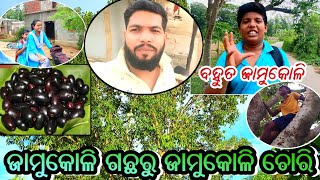 ଆମ ଗାଁ ଜାମୁକୋଳି ଗଛରୁ ଜାମୁକୋଳି ଚୋରି ||ODIA VLOG VIDEO||SMRUTI R VLOG VIDEO||