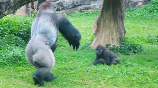 銀背大猩猩迪亞哥閃躲兒子Silverback D'jeeco dodges his son Jabali