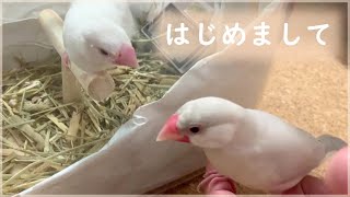 あたらしい仲間 ～愛文鳥日記その３２～