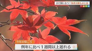 【紅葉情報】まだ間に合う！名所『弥彦公園もみじ谷』【新潟】スーパーJにいがた11月25日OA