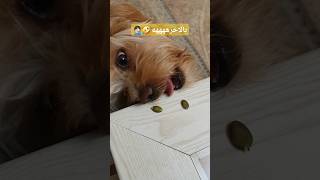 بالاخره پارمون کرد تا خورد🤣🤣🤣#funny #خنده #animals