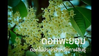 พะยอม ดอกไม้ประจำจังหวัดกาฬสินธุ์